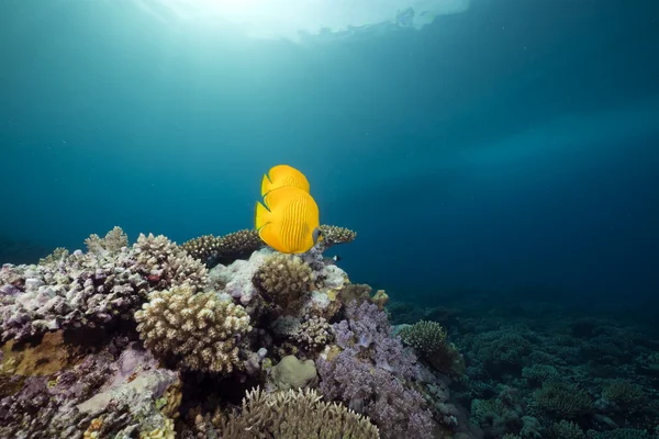 Butterflyfish ve okyanus — Stok fotoğraf