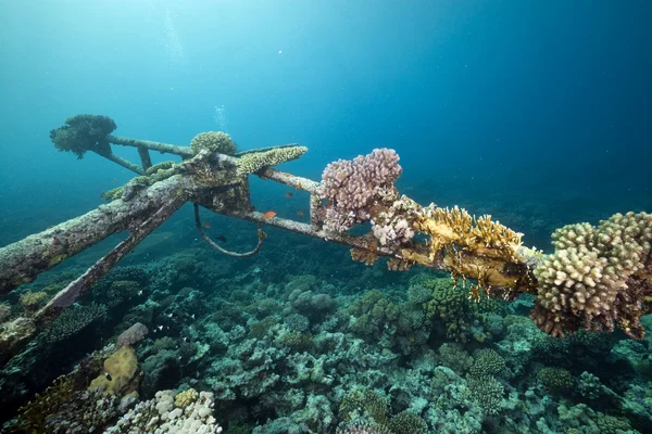 Überreste des Kormoran-Schiffswracks und wunderschönes Korallenwachstum — Stockfoto