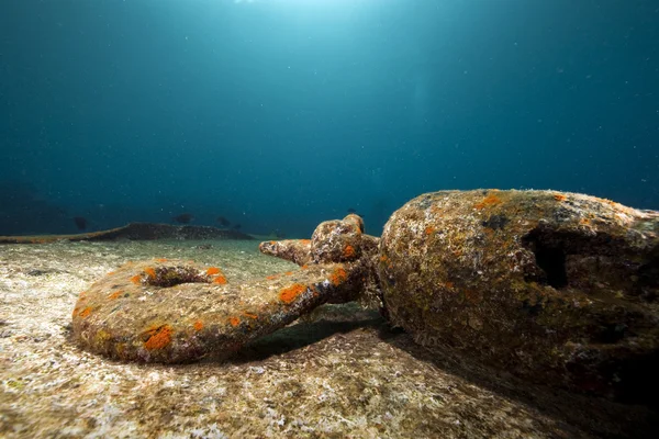Überreste des Kormoran-Schiffswracks und wunderschönes Korallenwachstum — Stockfoto