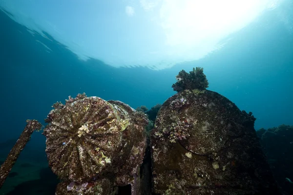 Kormoran batık ve güzel mercan büyüme — Stok fotoğraf