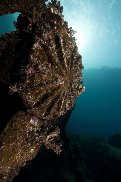 Restos del naufragio de Kormoran y hermoso crecimiento del coral — Foto de Stock