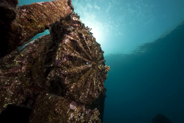 Overblijfselen van de kormoran schipbreuk en prachtige koraal groei — Stockfoto