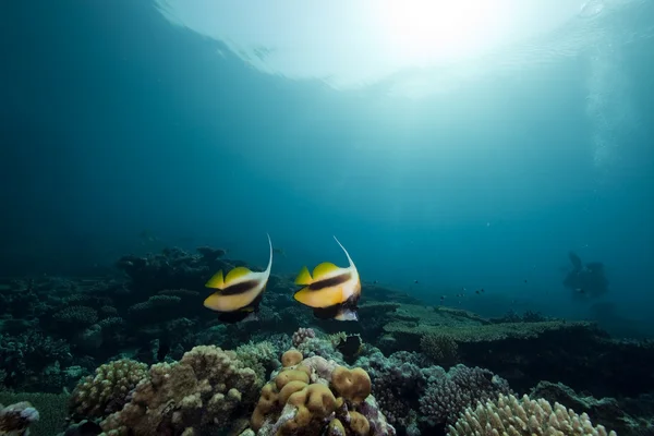 Bannerfish and ocean — Stock Photo, Image