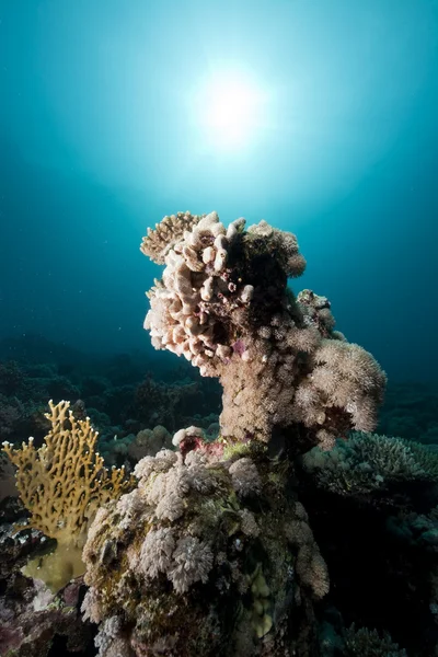 Ryby, korály a oceán — Stock fotografie