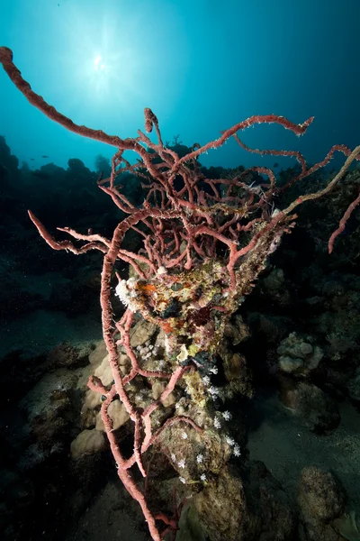 Toxické prst houba a oceán — Stock fotografie