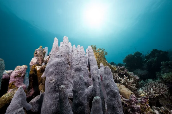 Ανεμώνη κοράλλια και ωκεανό — Φωτογραφία Αρχείου
