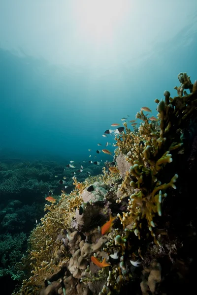 Ψάρια, κοράλλια και ωκεανό — Φωτογραφία Αρχείου