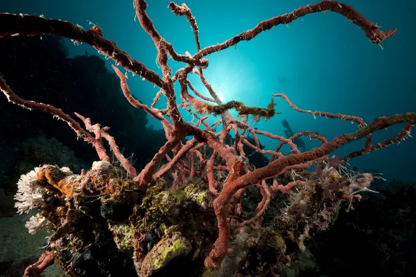 Toksik parmak-sünger ve okyanus — Stok fotoğraf