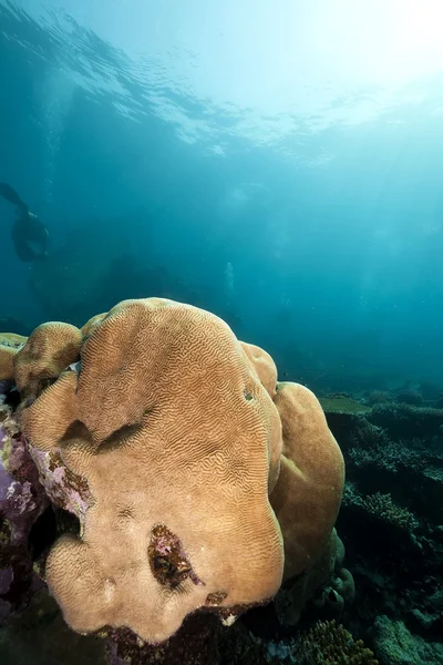 Coral cerebral perto dos restos do naufrágio Kormoran — Fotografia de Stock