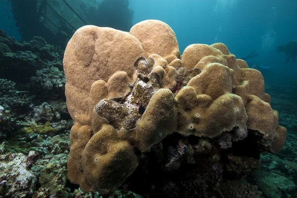 Coral cerebral ao lado do naufrágio do Alcorão — Fotografia de Stock