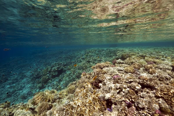 Poissons, coraux et océans — Photo