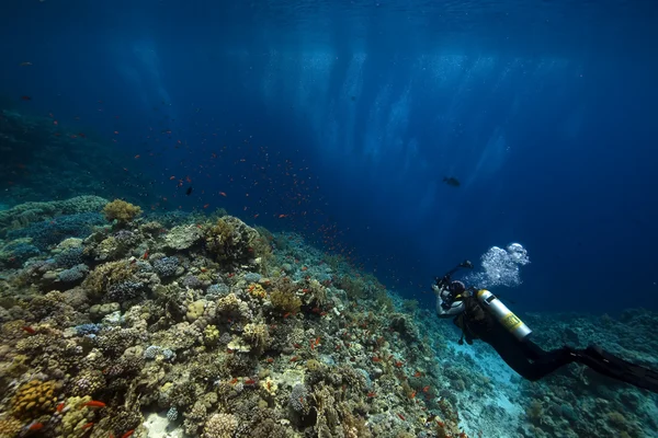 Fotógrafo subaquático, coral e peixes — Fotografia de Stock