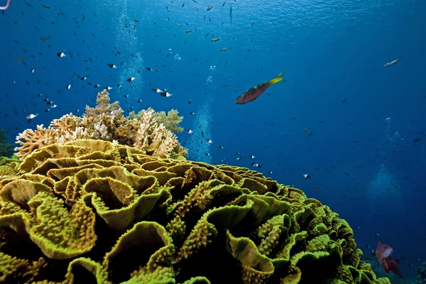Peces, coral y océano — Foto de Stock