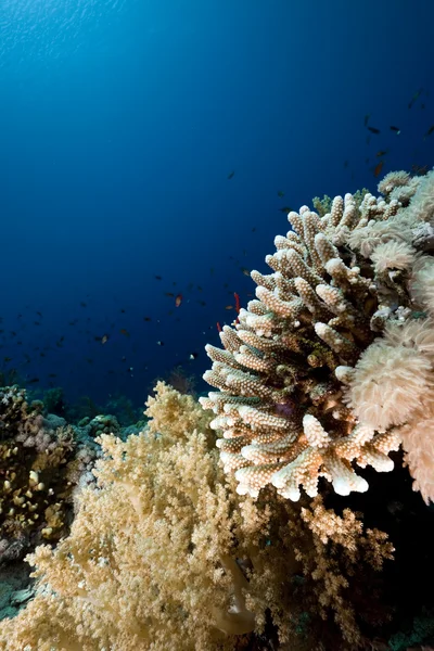 Peixe, coral e oceano — Fotografia de Stock