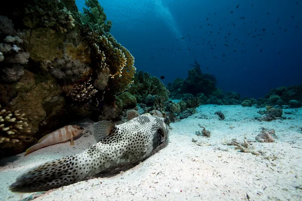 Yıldızlı kirpi balığı, mercan ve okyanus — Stok fotoğraf