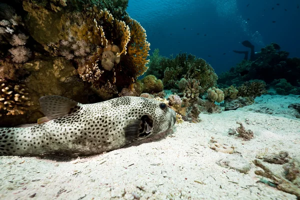 Sterrenhemel puffer, coral en Oceaan — Stockfoto