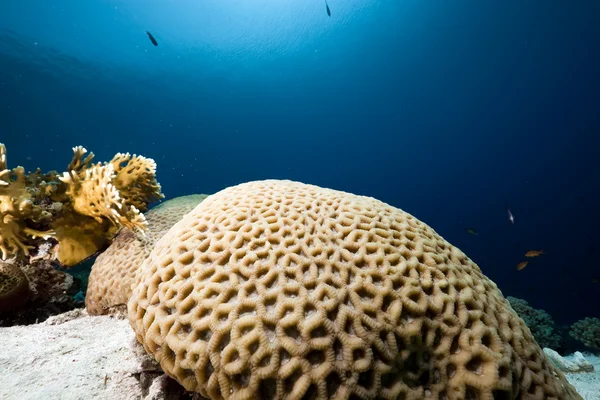 Honeycomb korall och havet — Stock fotografie