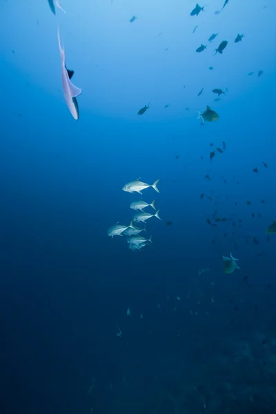 Kocagözlü trevally ve okyanus — Stok fotoğraf