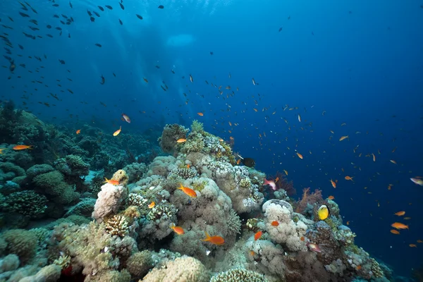 Fisk, koraller och havet — Stockfoto