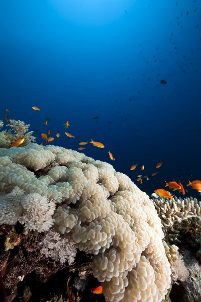 Пузырьковые кораллы, рыбы и океан — стоковое фото