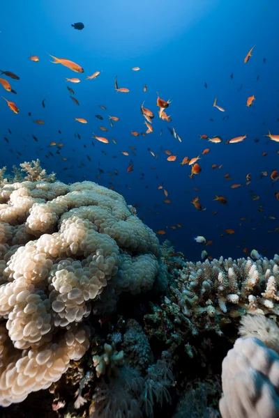 Coral bolha, peixes e oceano — Fotografia de Stock