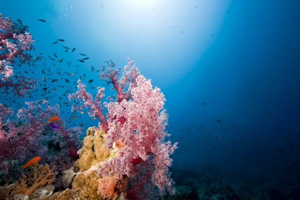 Balık, mercan ve okyanus — Stok fotoğraf