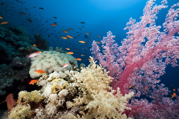 Peixe, coral e oceano — Fotografia de Stock