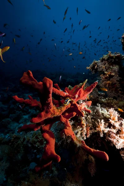 Peces, coral y océano —  Fotos de Stock