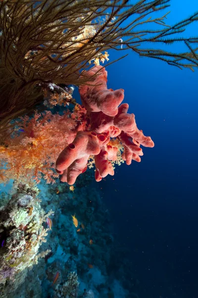 Peces, coral y océano — Foto de Stock