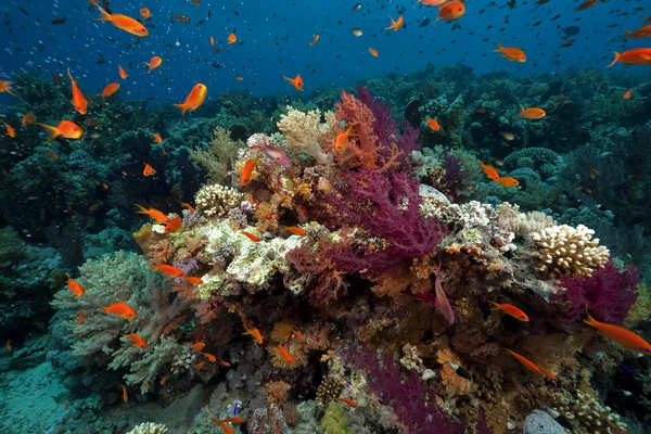 Vissen, koraal en Oceaan — Stockfoto