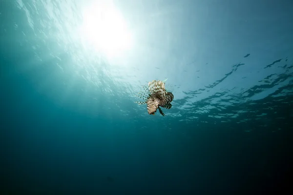 Lionfish ve geniş mavi okyanus — Stok fotoğraf