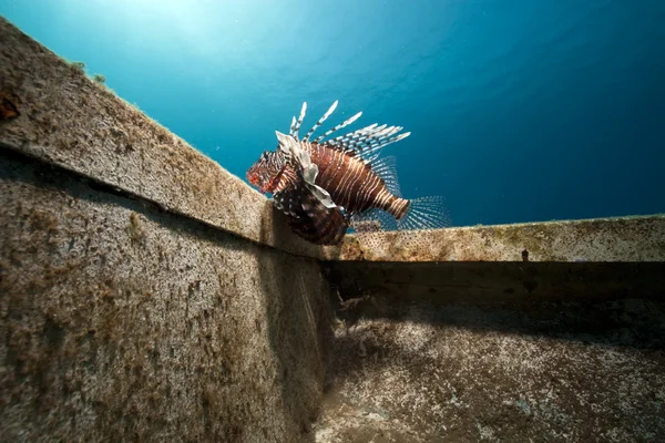 Člun vrak, ryby a oceán — Stock fotografie