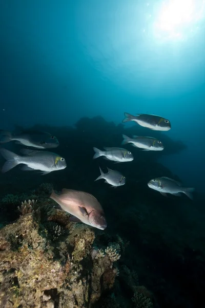 산호, 물고기와 바다 — 스톡 사진