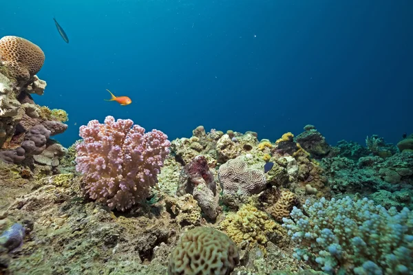 Koraller, fiskar och havet — Stockfoto
