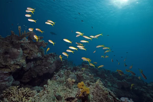 Corallo, pesce e oceano — Foto Stock