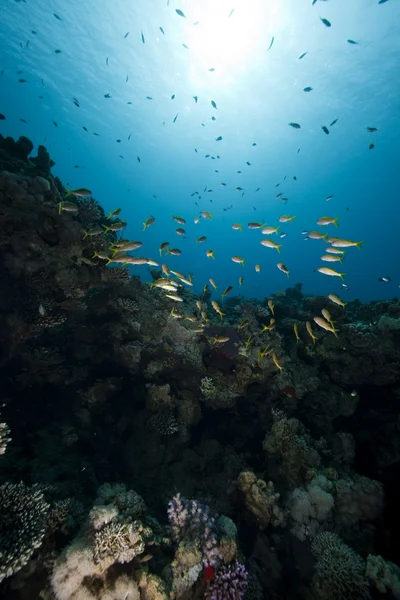 鱼、 珊瑚、 海洋 — 图库照片