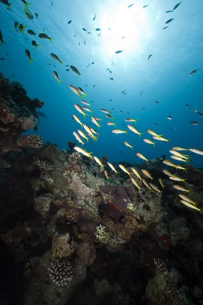 Koraal, vis en Oceaan — Stockfoto