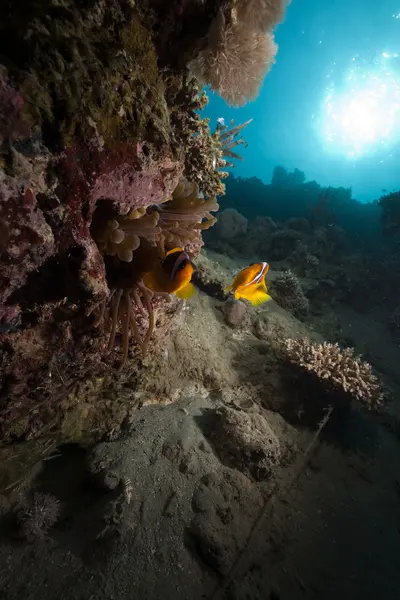 Anemonenfische und Ozeane — Stockfoto