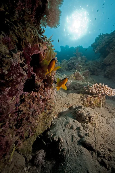 Anemonefish e oceano — Fotografia de Stock