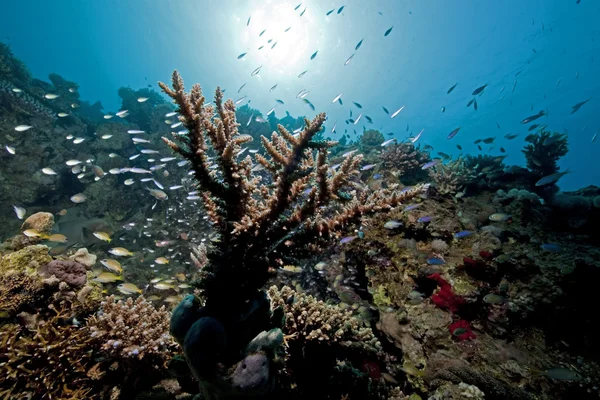 Coral, peixe e oceano — Fotografia de Stock