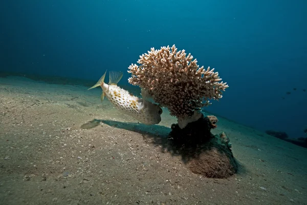 Yellowspotted burrfish と海 — ストック写真