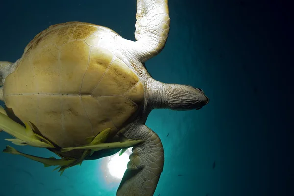 Tartaruga verde e oceano — Fotografia de Stock