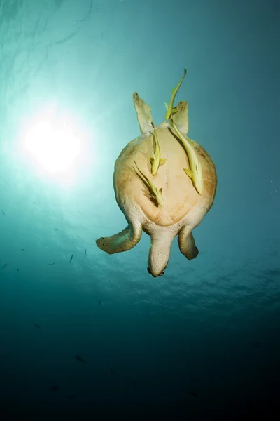 Зелена черепаха і океан — стокове фото