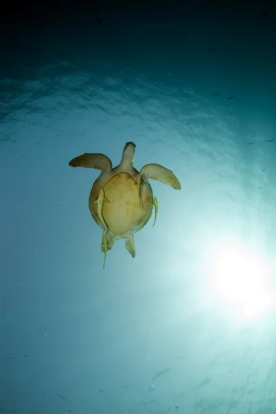 绿海龟和海洋 — 图库照片