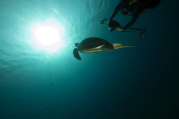 Tortuga verde y fotógrafo submarino — Foto de Stock