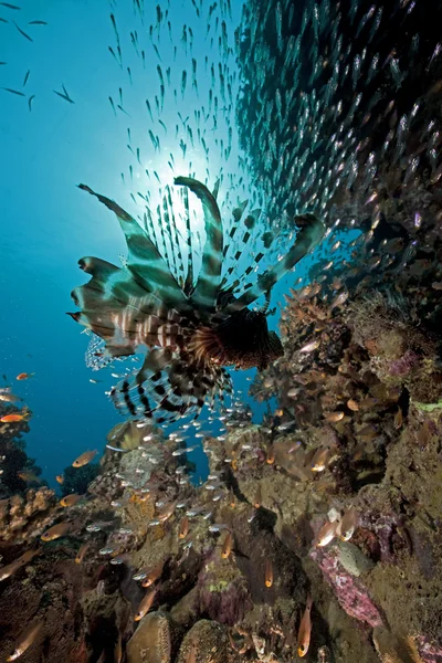Lionfish és glassfish — Stock Fotó