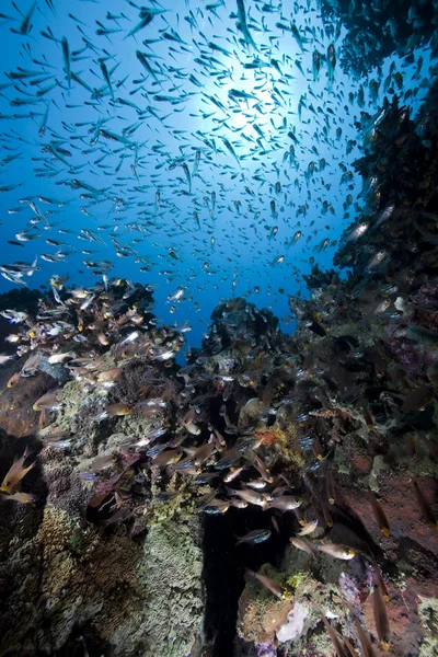Glasfische, Korallen und Ozeane — Stockfoto