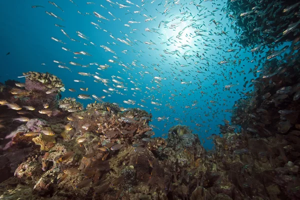 Скляна риба, корали та океан — стокове фото