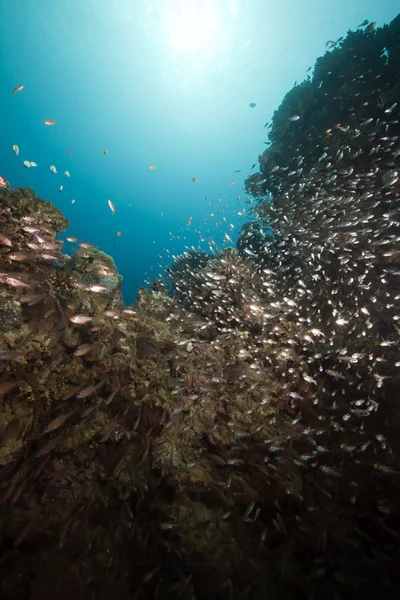 Peixe-vidro, coral e oceano — Fotografia de Stock