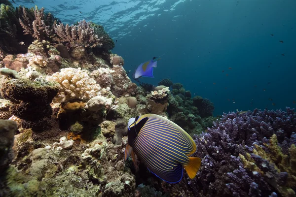 Coral, pescado y océano — Foto de Stock